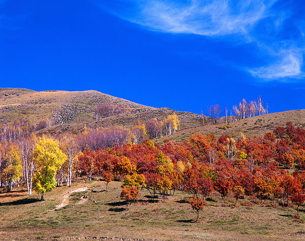 风景,树,斜坡,北方,河北