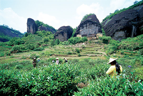 武夷山茶园