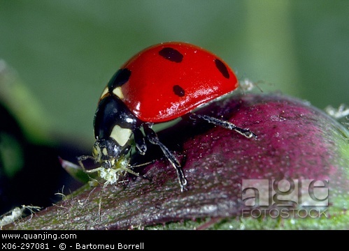 七星瓢虫除了吃蚜虫还吃什么