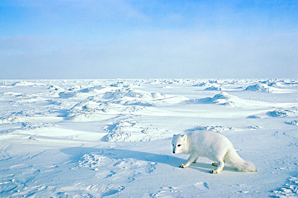 北极狐,寻找,捕食,腐肉,海冰