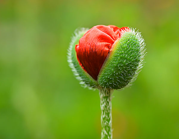 罂粟花的英文_罂粟花英文翻译_罂粟花英文名