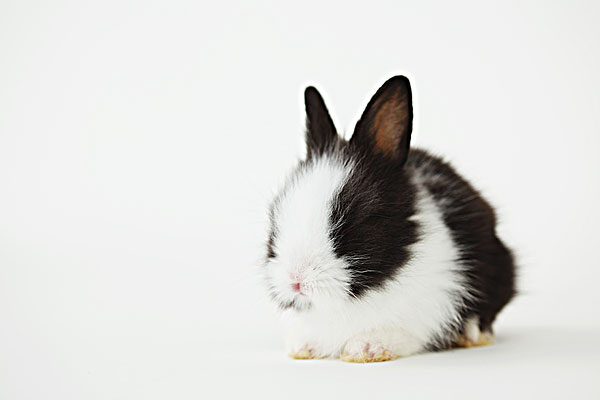 兔子坐在白色背景