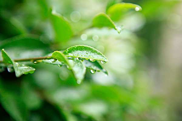 雨天图片_雨天图片大全_全景网