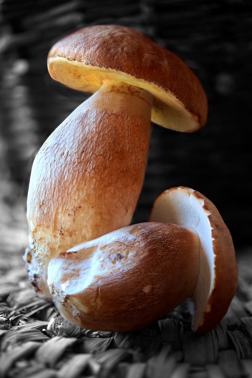 牛肝菌图片_图片大全