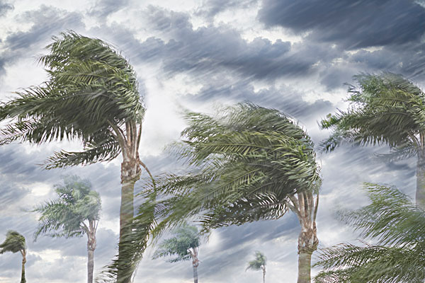 热门图片 天气图片  雨,,风,吹,树相似预览购买