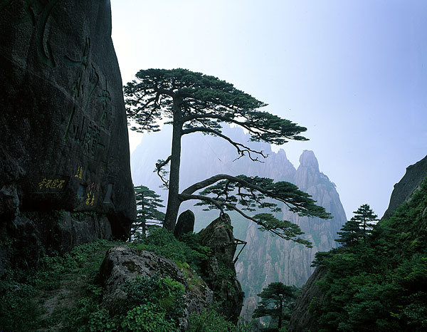 松树,悬崖,黄色,山,安徽