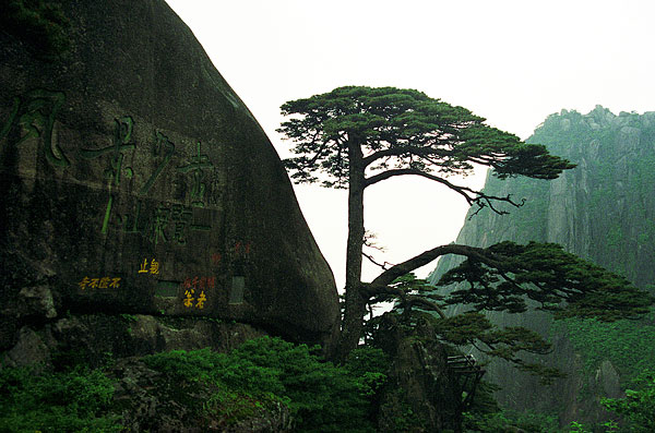 黄山迎客松