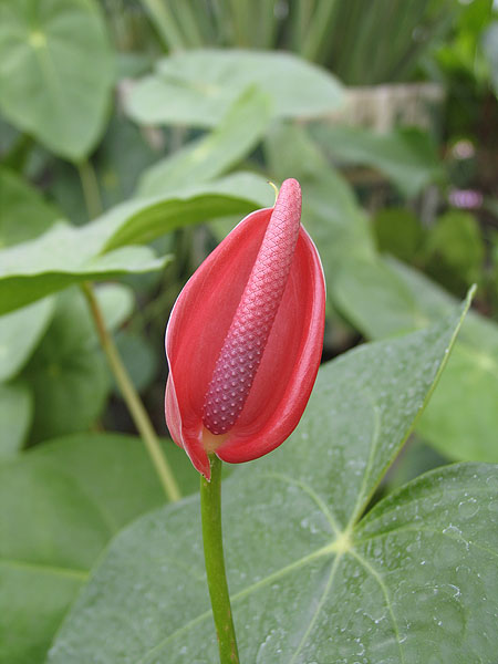 含苞欲放的花朵