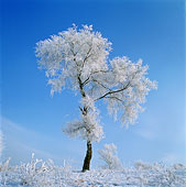 东北雪景