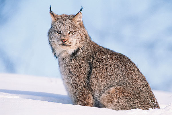 加拿大山猫