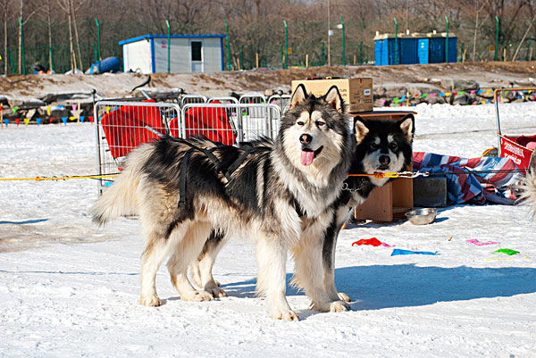 汽车装上“雪橇” 雪地中如履平地图片