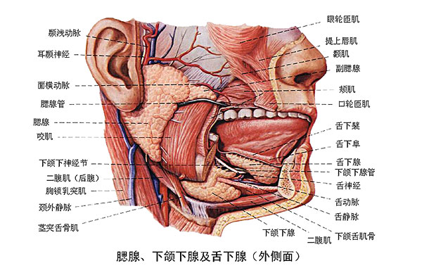腮腺,下颌下腺及舌下腺(外侧面)