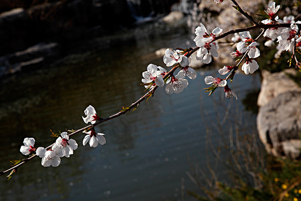 桃花春水