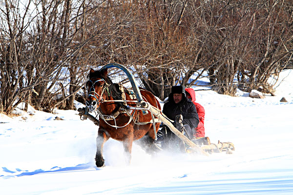 马拉雪橇