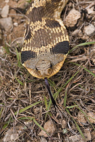 猪鼻蛇,蝰蛇,德克萨斯
