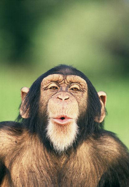 黑猩猩,撅嘴,嘴唇