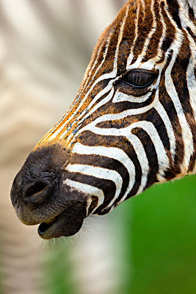 特写,头像,布契尔斑马,斑马,纳库鲁湖国家公园,肯尼亚,非洲
