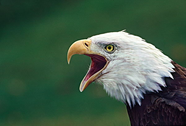 白头鹰英文_白头海雕英文_2013年英文女歌染