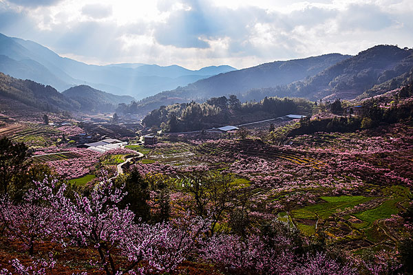 古田县兰坦桃花_全景网