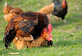 鸡,红原鸡,交配