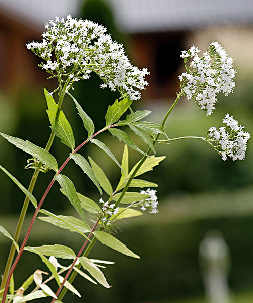 图片标题:缬草属植物,自然