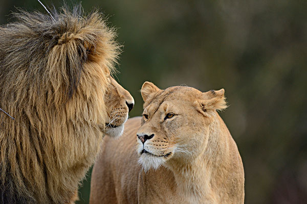 狮子,情侣,奥格斯堡,动物园,德国