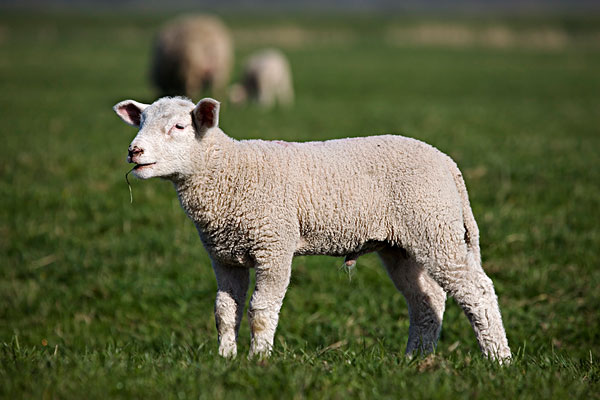绵羊,牧场,石荷州,德国,欧洲