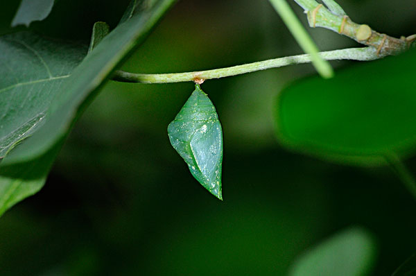 图片标题:茧,蝴蝶