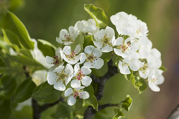 嫩枝,梨,花,品种