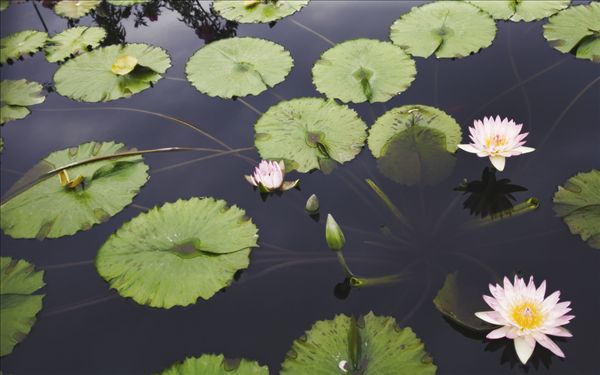图片标题:荷花,水塘,俯视图