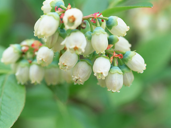 蓝莓,花