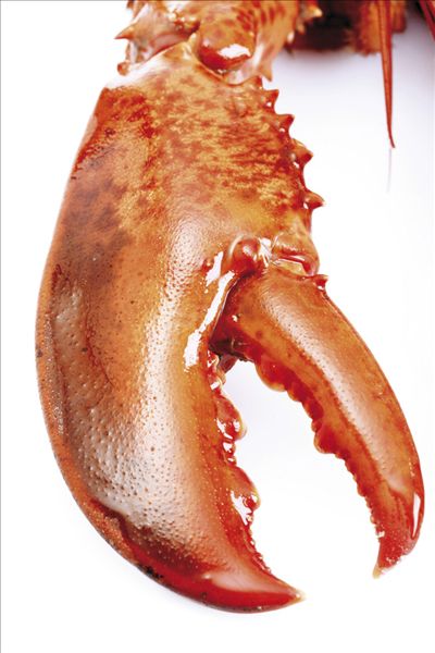 Ϻ,ǯ