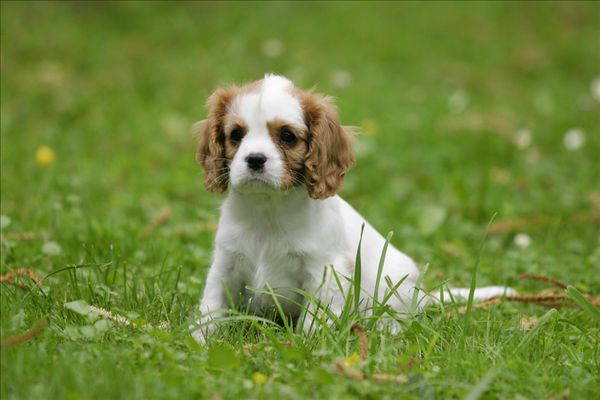 图片标题:查尔斯王犬,小狗,布伦海姆,8星期大