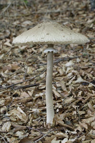 伞状蘑菇