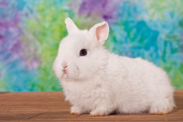 年轻的白色侏儒兔