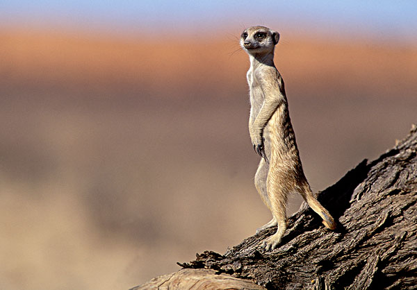 蒙哥,细尾獴属,卡拉哈迪大羚羊国家公园,卡拉哈里沙漠