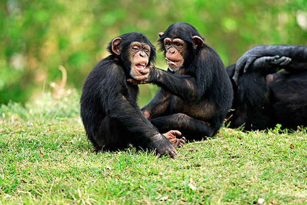 图片标题:黑猩猩,两个,年轻,玩