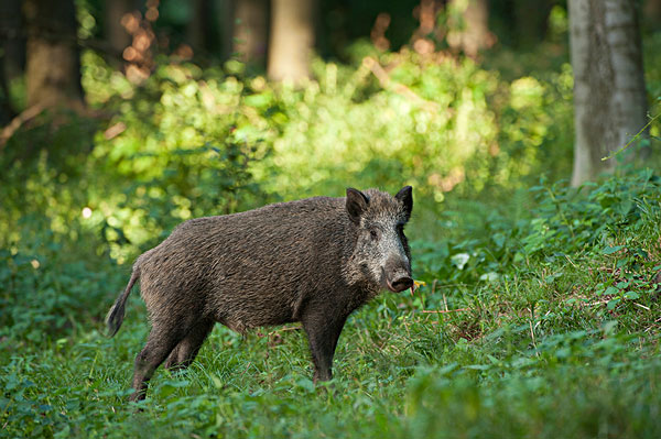 【视频】野猪图下载,野猪桃桃宝_DNF大转移野