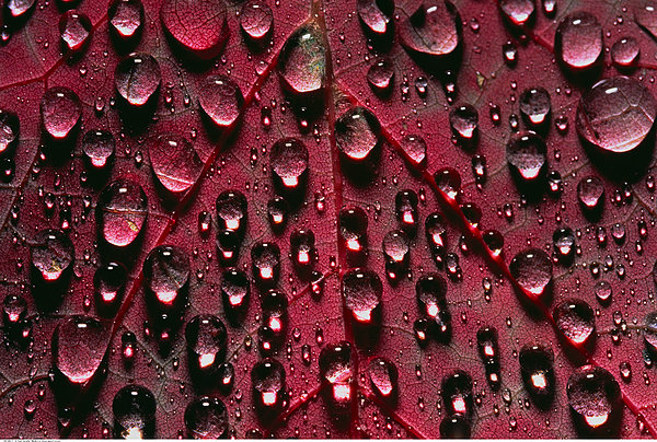 桌面壁纸 >唯美壁纸  特写,雨滴,枫叶下载相似预览购买