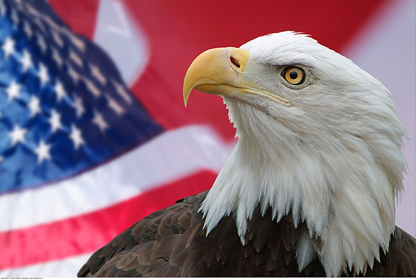 白头鹰,美国国旗