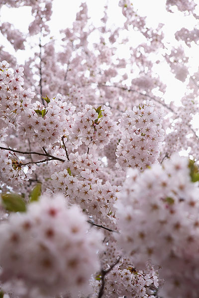 樱花,东京,日本