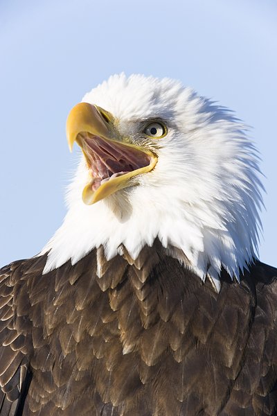 白头鹰英文_白头海雕英文_2013年英文女歌染