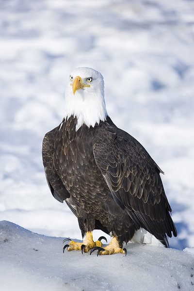 白头鹰英文_白头海雕英文_2013年英文女歌染