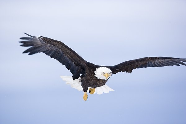 白头鹰英文_白头海雕英文_2013年英文女歌染