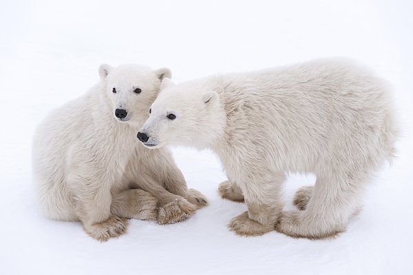 北极熊英文图片