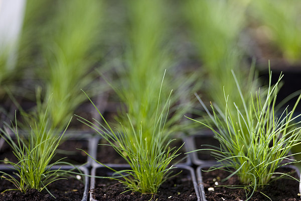 细香葱,幼苗-全景图片-读图时代