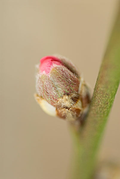 桃花,芽