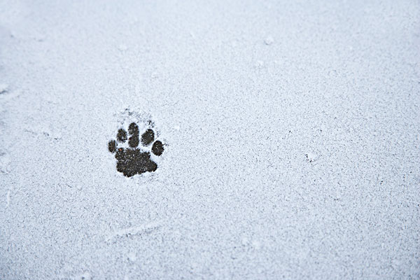 图片标题:动物脚印,雪中
