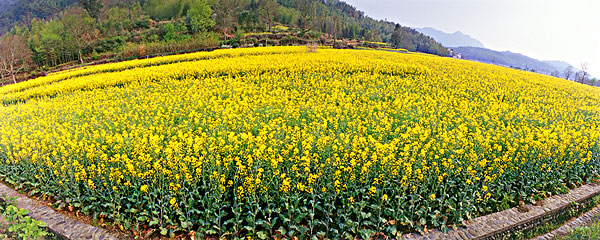 安徽省黟县宏村南屏油菜花全景