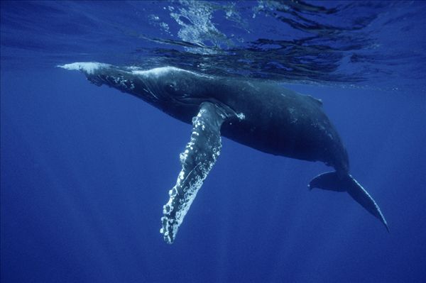 英文描述:                       humpback whale